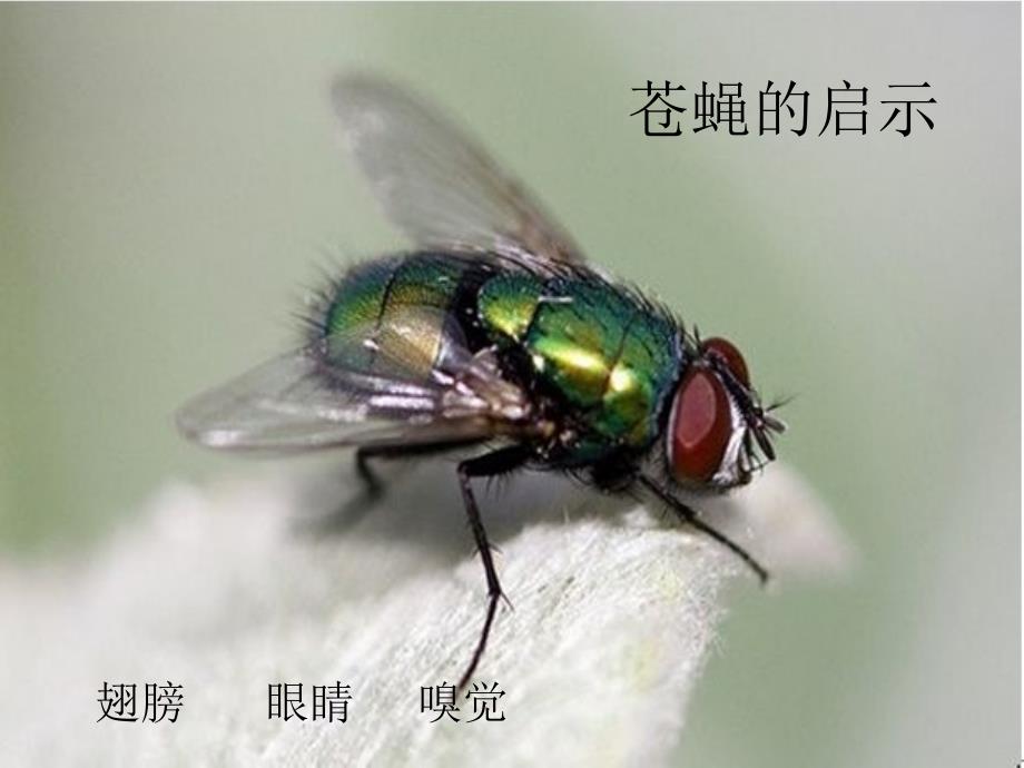 苍蝇的启示_第1页
