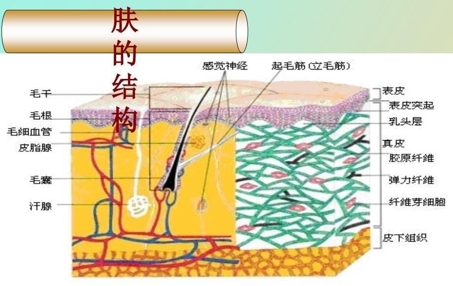 皮肤学基础知识_第5页