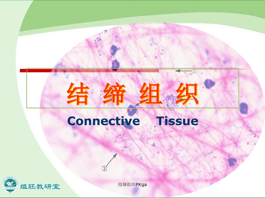 结缔组织PKga课件_第2页