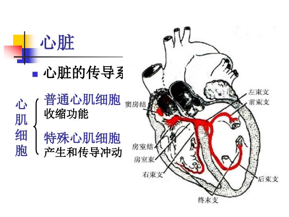 循环系统疾病病人的护理PPT课件_第4页