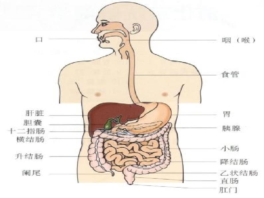 消化系统疾病患儿的护理PPT课件.ppt_第4页