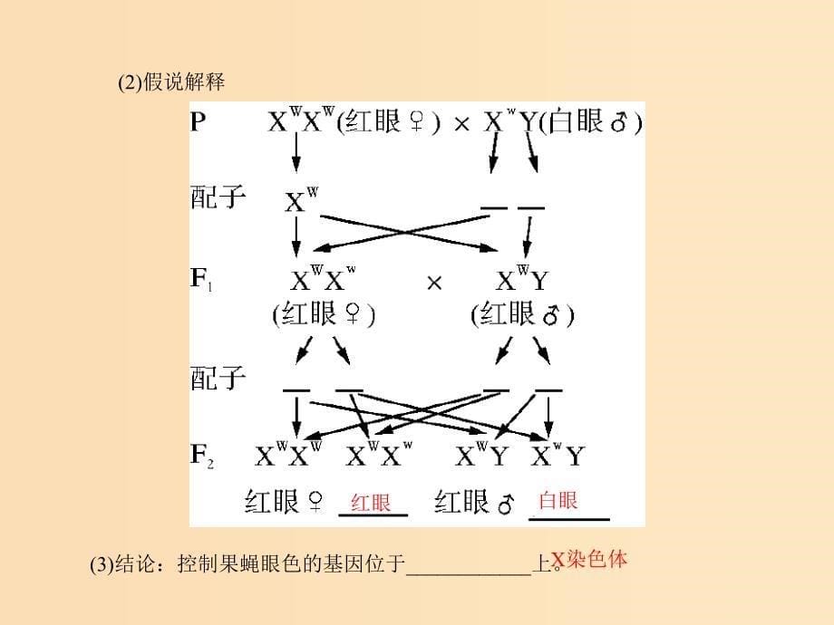 2019版高考生物一轮总复习 第2章 基因和染色体的关系 第2、3节 基因在染色体上、伴性遗传课件 必修2.ppt_第5页