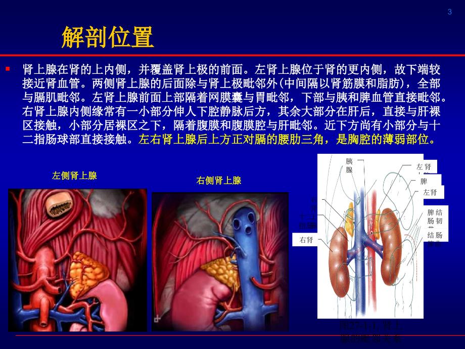 腹腔镜肾上腺切除_第3页