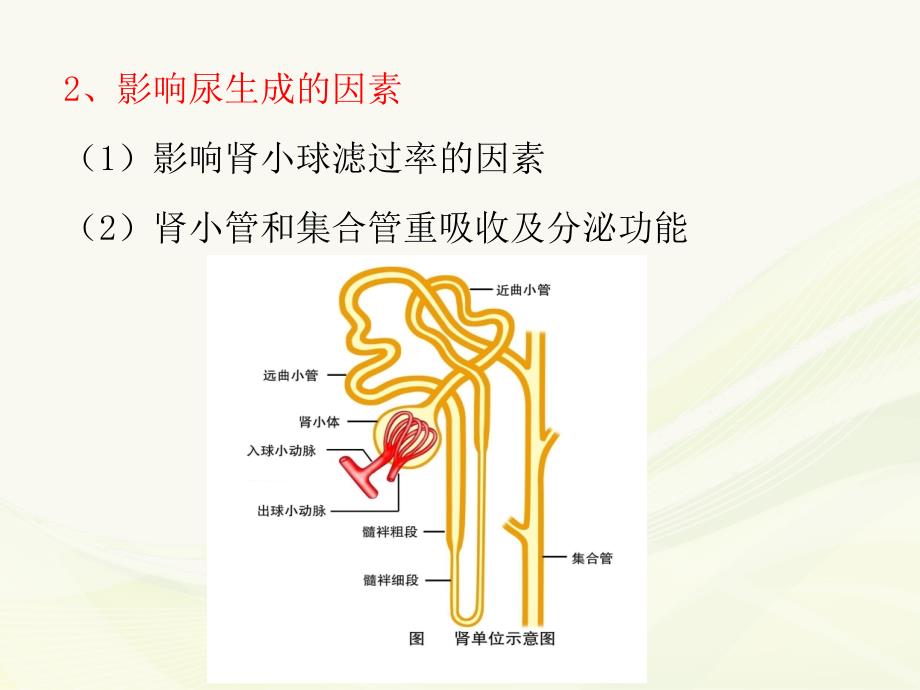 肾衰竭机能实验ppt课件.ppt_第4页