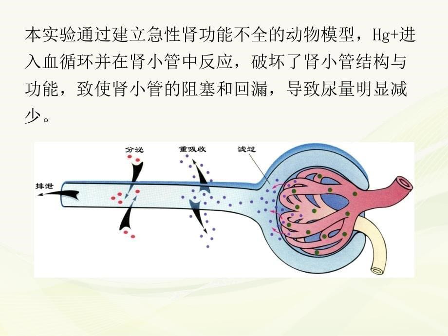 肾衰竭机能实验ppt课件.ppt_第5页