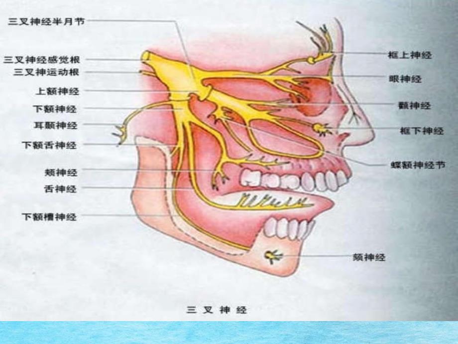 叉神经痛患者的护理定ppt课件_第2页