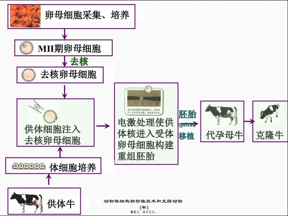 动物体细胞核移植技术和克隆动物(年)课件_第5页