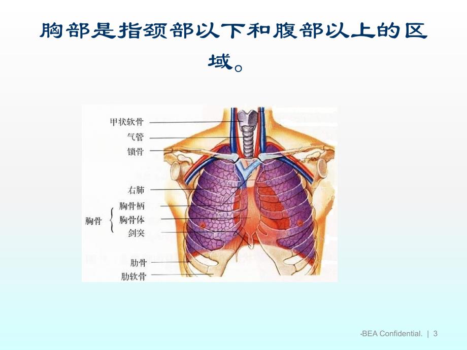 健康评估胸部检查理论ppt课件_第3页