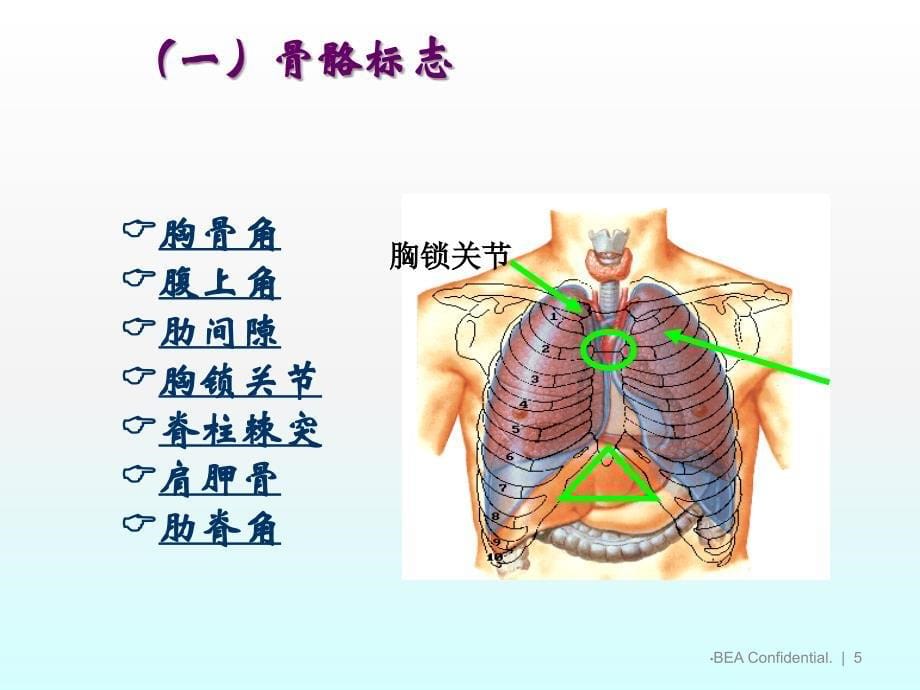 健康评估胸部检查理论ppt课件_第5页