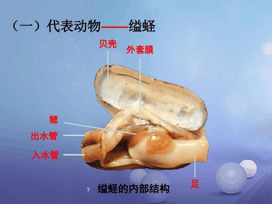 人教版八年级生物上册513软体动物和节肢动物课件共24张_第5页