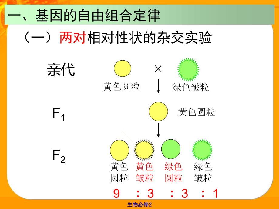 32基因的自由组合定律_第3页