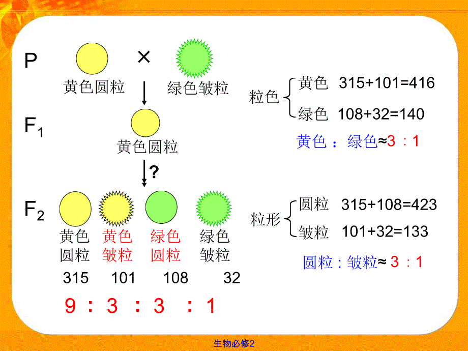 32基因的自由组合定律_第4页