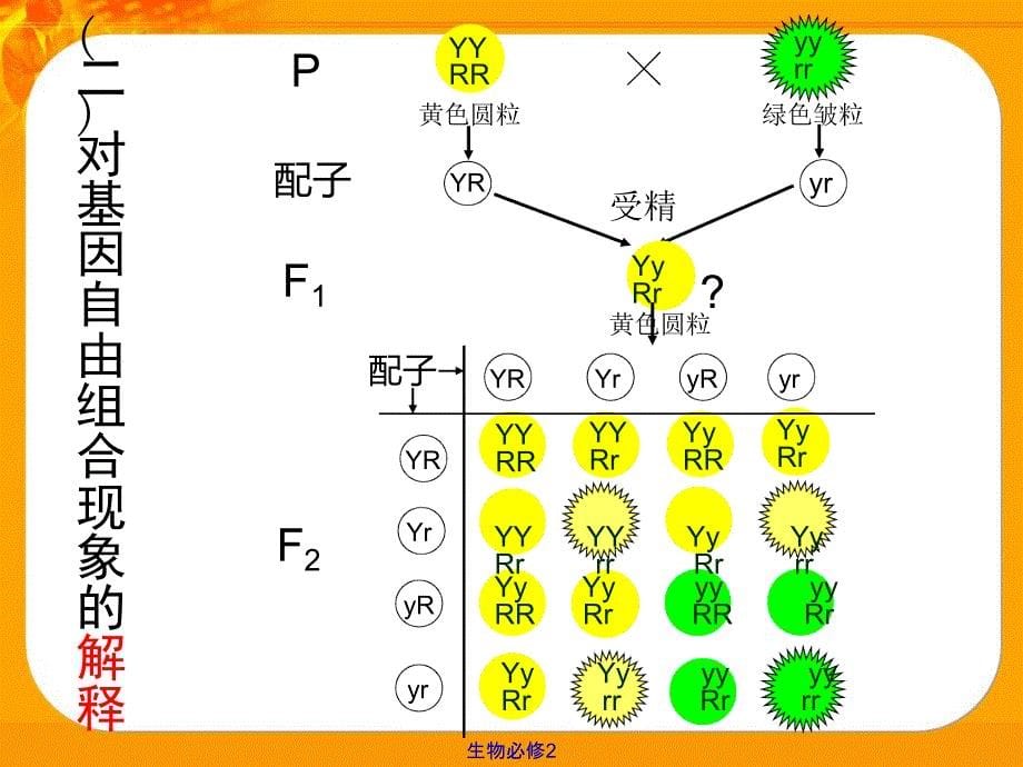 32基因的自由组合定律_第5页