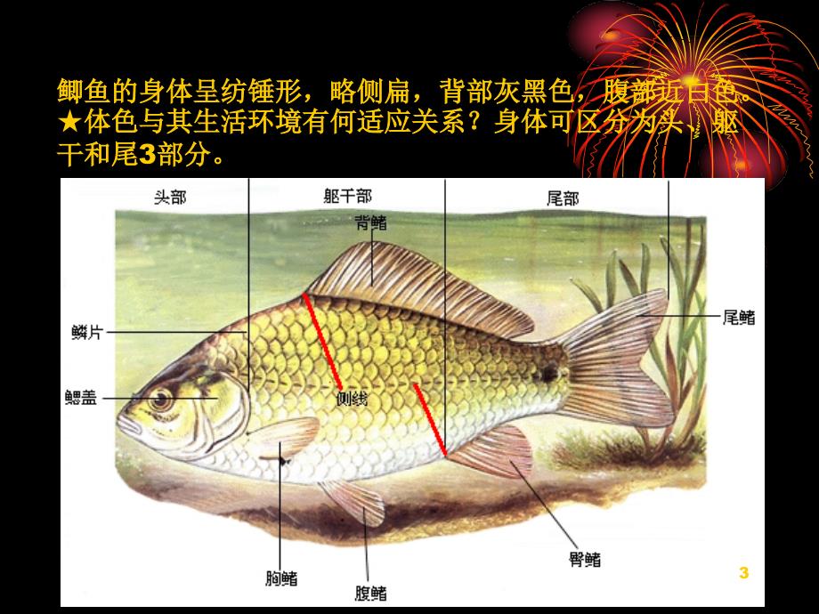 实验6鲫鱼的解剖_第3页