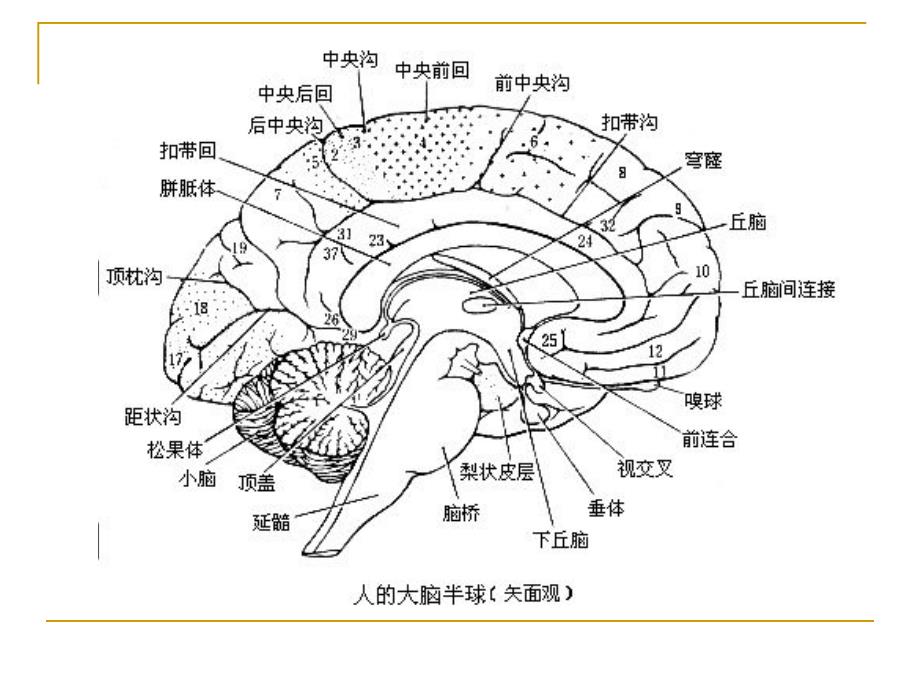 胼胝体病变_第4页