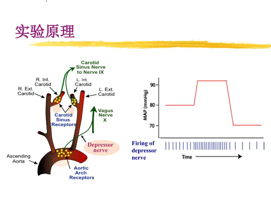 《生理学》课件：减压神经放电_第4页