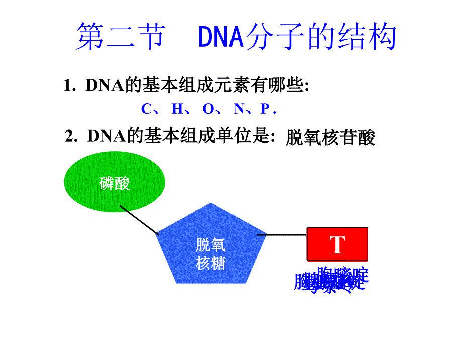 第2节DNA分子的结构_第3页