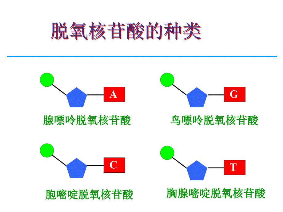 第2节DNA分子的结构_第4页