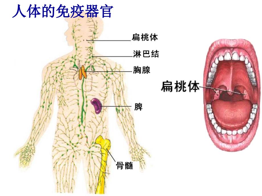 24免疫调节课件人教版必修三_第4页