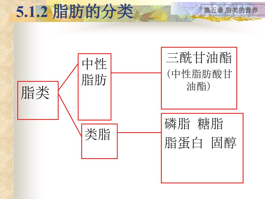 1105章脂类的营养_第4页