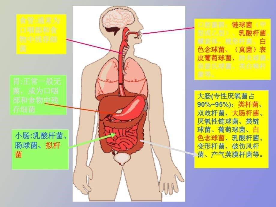 消化系统细菌感染_第5页