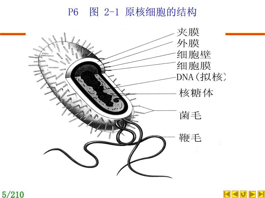 遗传学：朱军第三版：第02章 遗传的细胞学基础_第5页