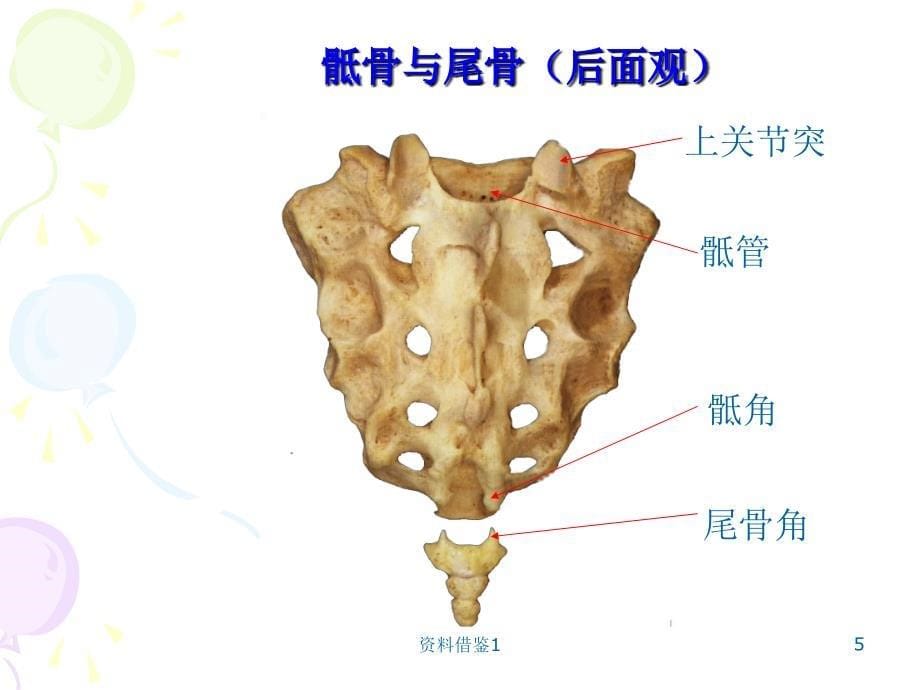 正常骨关节解剖结构（行业荟萃）_第5页