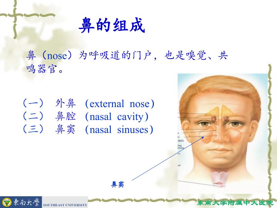 鼻的应用解剖及生理.ppt_第2页