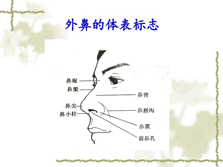 鼻的应用解剖及生理.ppt_第3页