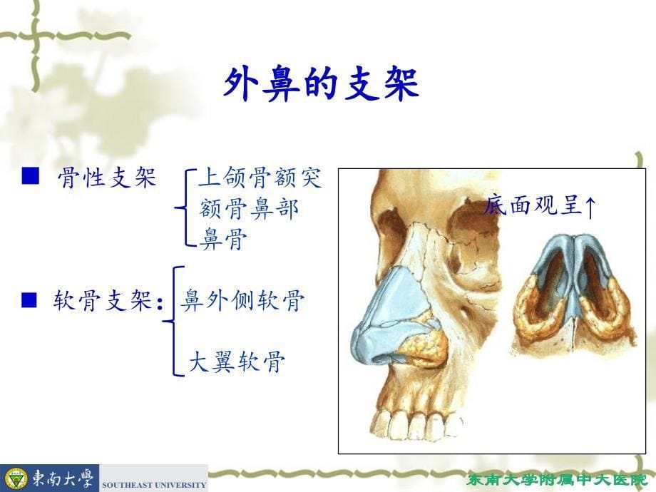 鼻的应用解剖及生理.ppt_第5页