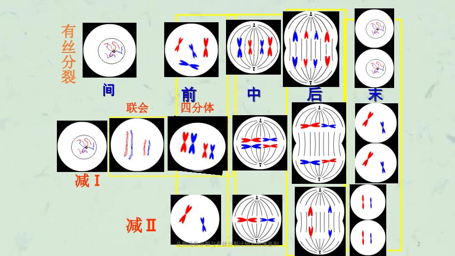 生物减数分裂与有丝分裂比较及图像鉴别课件_第2页