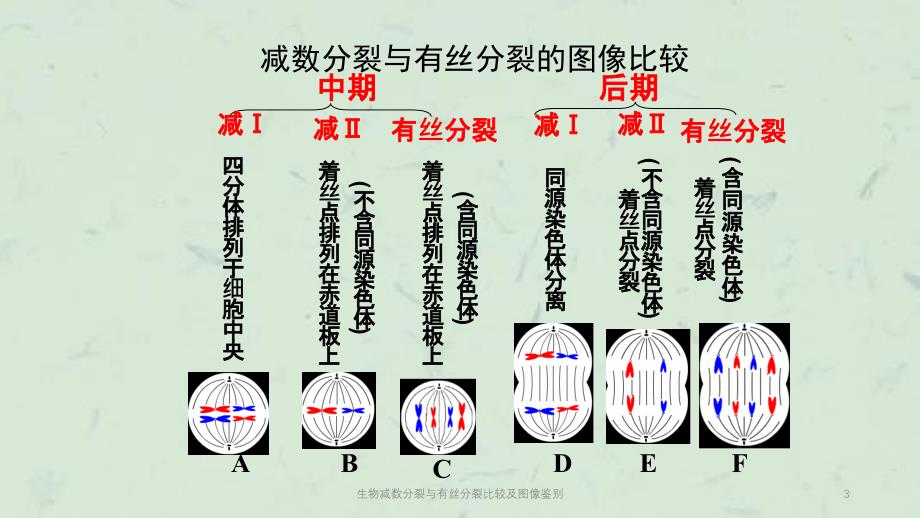 生物减数分裂与有丝分裂比较及图像鉴别课件_第3页