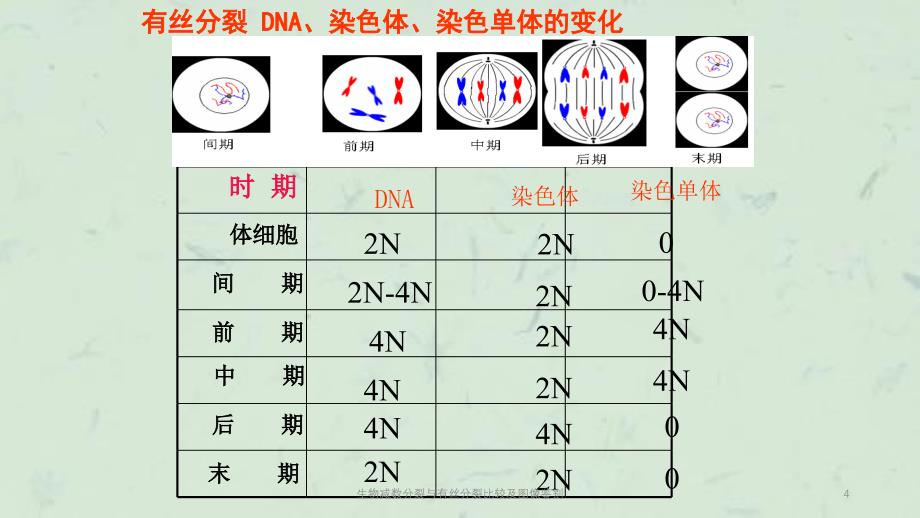 生物减数分裂与有丝分裂比较及图像鉴别课件_第4页