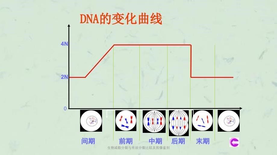 生物减数分裂与有丝分裂比较及图像鉴别课件_第5页