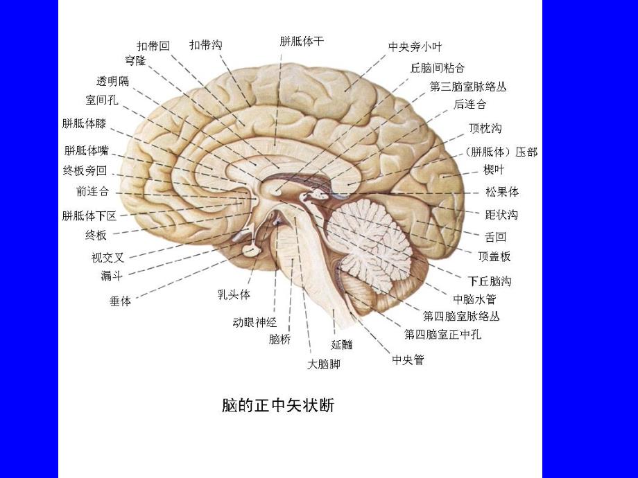 端脑局部解剖_第4页