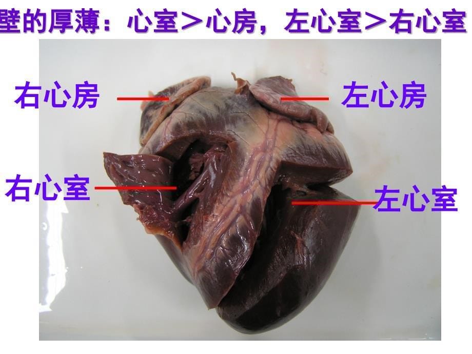 把手放在胸前感受心跳说出心脏的位置_第5页