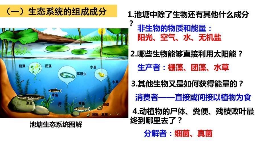 【公开课】生态系统的结构课件2023-2024学年高二上学期生物人教版选择性必修2_第5页