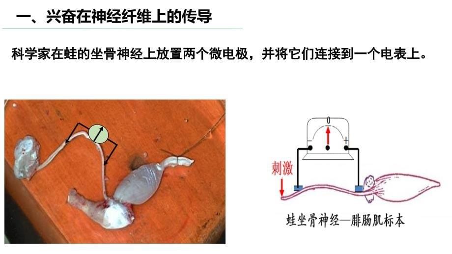 【公开课】神经冲动的产生和传导第1课时课件2023-2024学年高二上学期生物人教版选择性必修1_第5页