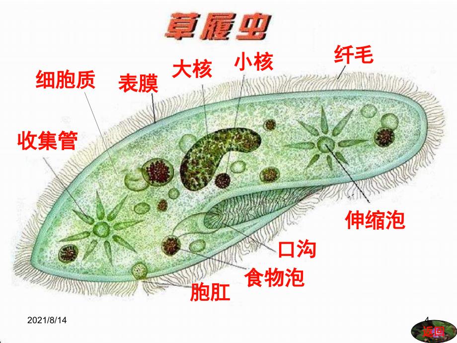 1.原生腔肠扁形动物门_第4页