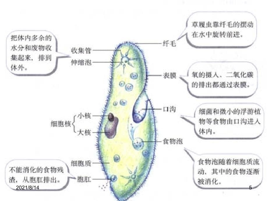 1.原生腔肠扁形动物门_第5页