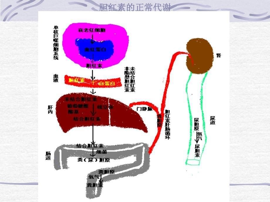 皮肤、黏膜、体液和其他组织黄染的现象称为黄疸课件_第5页