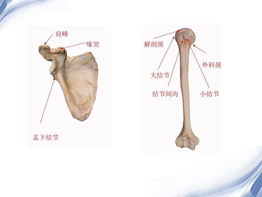 医学影像肩关节MRI_第5页