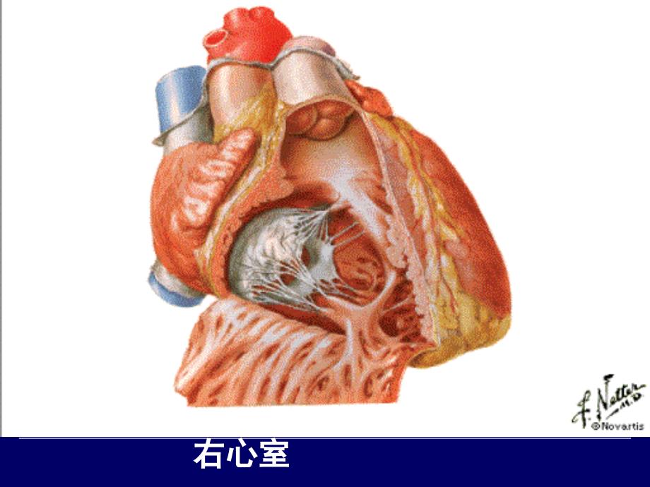 三十七心脏疾病病人的护理_第4页