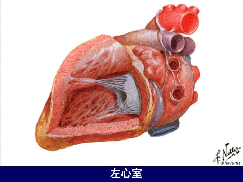 三十七心脏疾病病人的护理_第5页