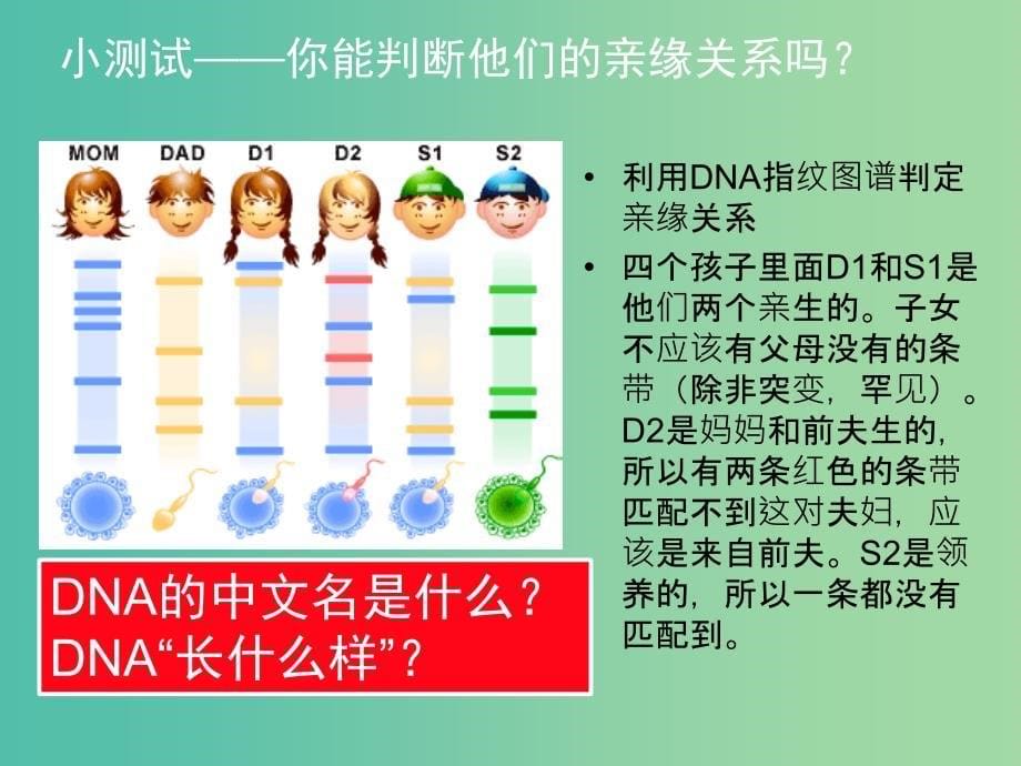 高一生物 2.3遗传信息的携带者-核酸课件.ppt_第5页