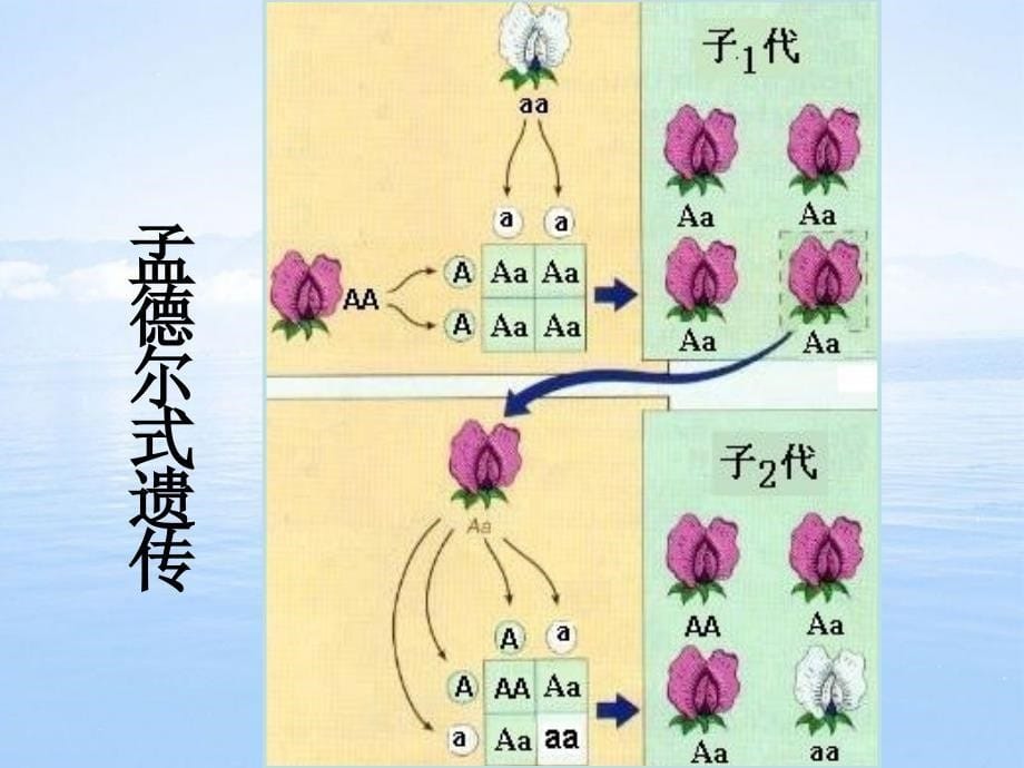 单基因遗传病和多基因遗传病_第5页