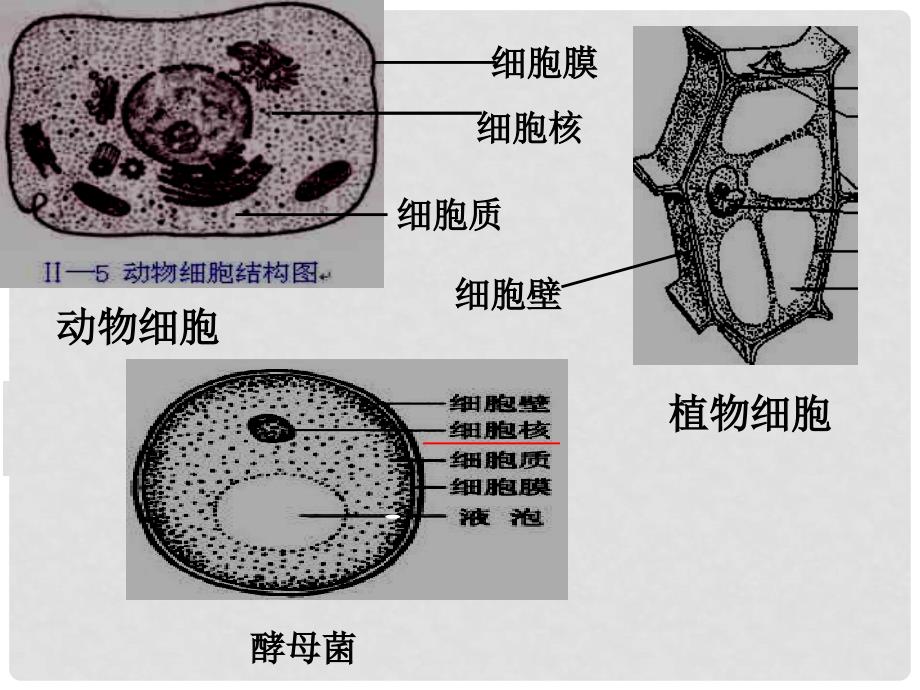 江苏省赣榆县外国语学校高考生物一轮复习 3.2原核真核细胞膜细胞壁课件 苏教版_第4页