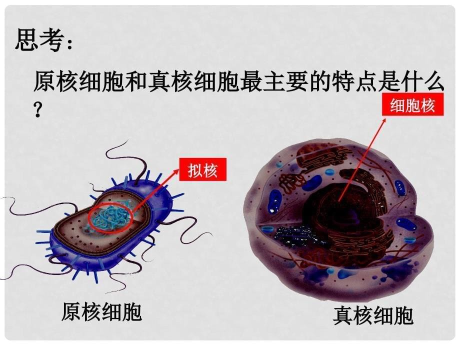 江苏省赣榆县外国语学校高考生物一轮复习 3.2原核真核细胞膜细胞壁课件 苏教版_第5页