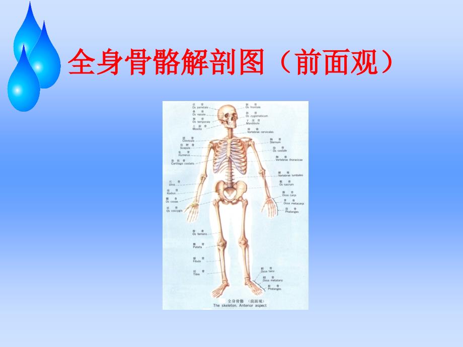 股骨头缺血性坏死护理查房PPT参考课件_第2页