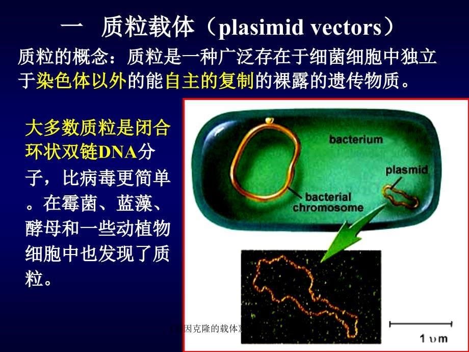 基因克隆的载体课件_第5页